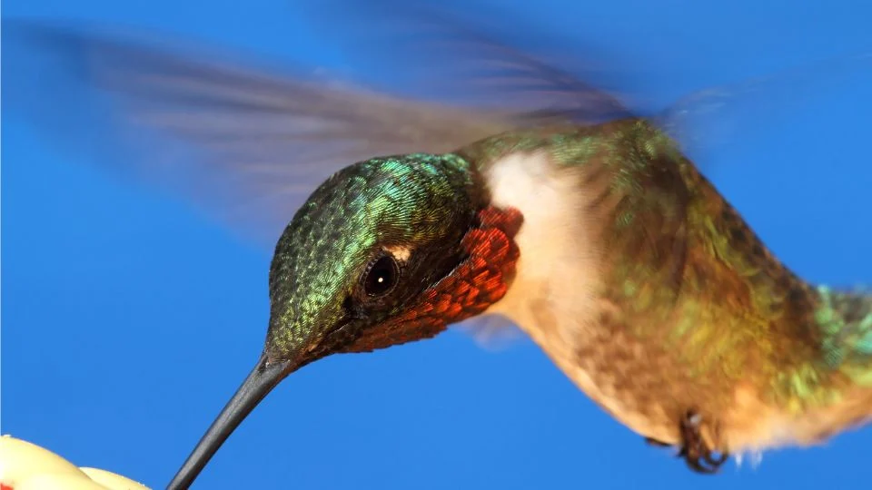 Tüzestorkú kolibri repülés közben, élénk színekben, virág nektárt keresve.