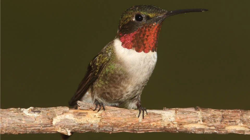 Egy tüzestorkú kolibri, élénk színekben, egy ágon ülve.
