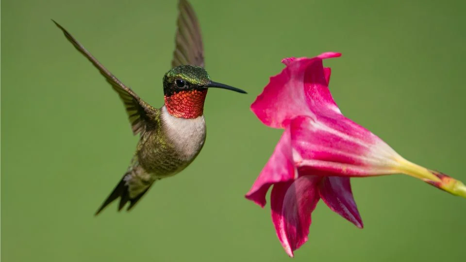 Egy tüzestorkú kolibri repül egy rózsaszín virág előtt, zöld háttérrel.