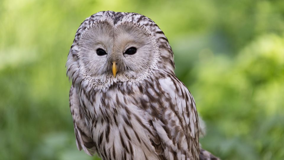 urali bagoly Strix uralensis 1