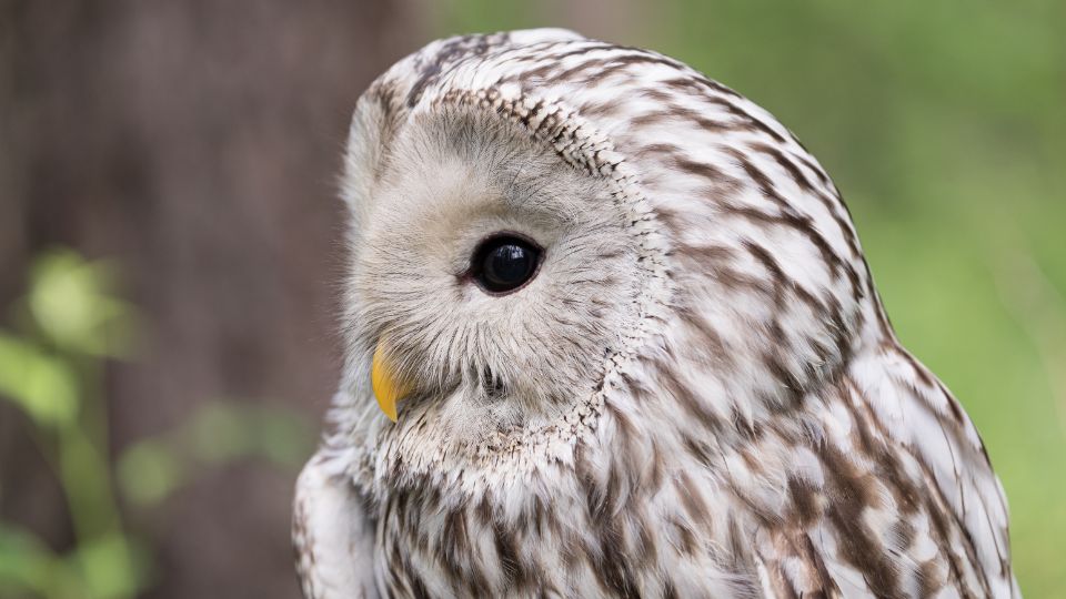 urali bagoly Strix uralensis 2