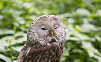 urali bagoly Strix uralensis
