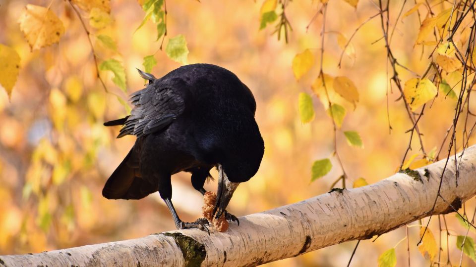 vetesi varju Corvus frugilegus 2