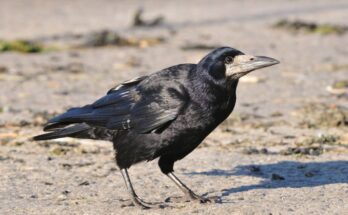 vetesi varju Corvus frugilegus