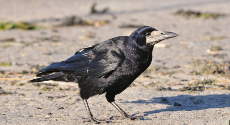 vetesi varju Corvus frugilegus