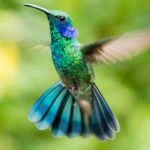 zold fuleskolibri Colibri thalassinus