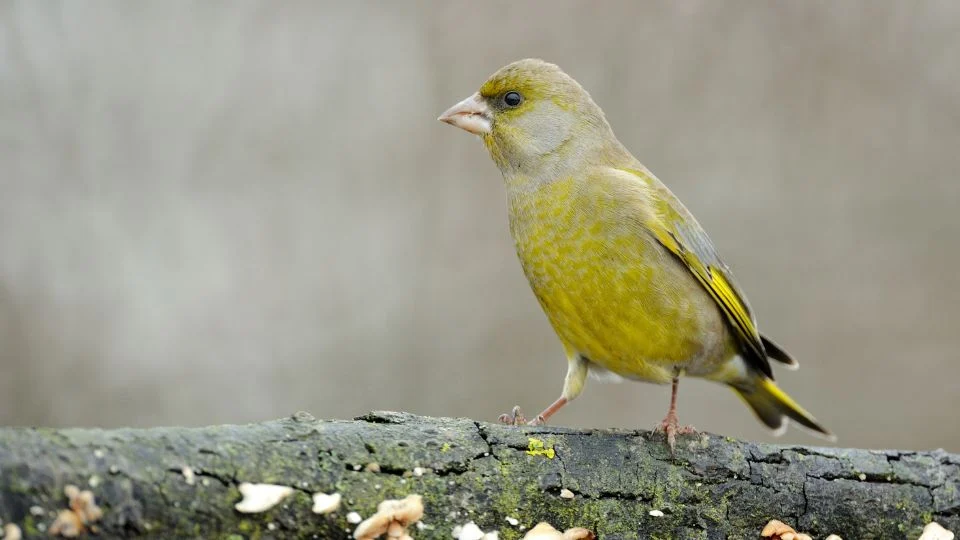 Egy zöldike (Chloris chloris) áll egy faágon, szürke háttér előtt.