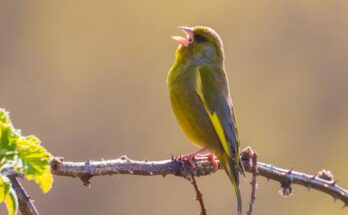 zoldike Chloris chloris