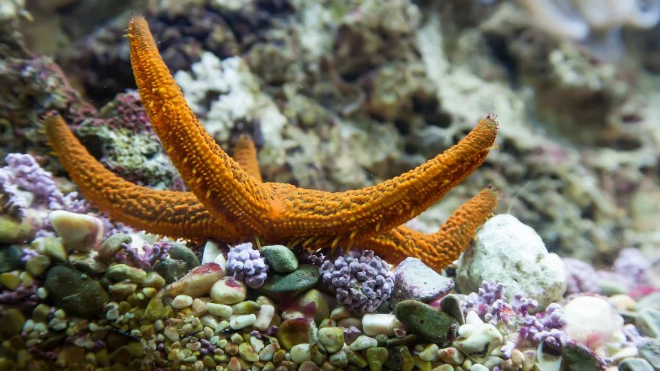 Egy narancssárga tengeri csillag látható, amely a tengerfenéken pihen.