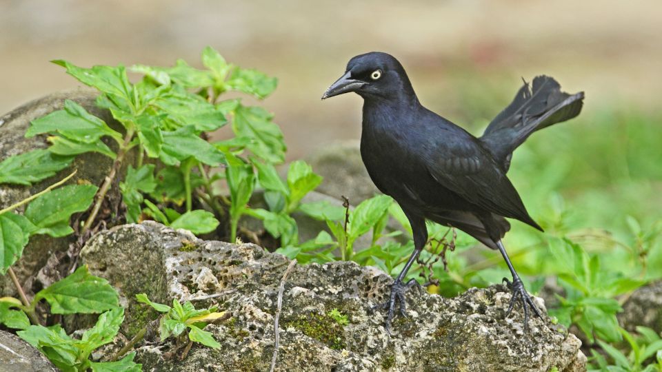 Antillai csonakfarku Quiscalus niger 1