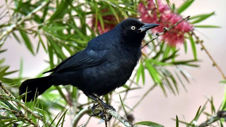 Antillai csonakfarku Quiscalus niger 2