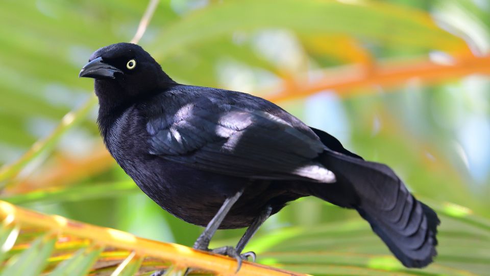 Antillai csonakfarku Quiscalus niger 3