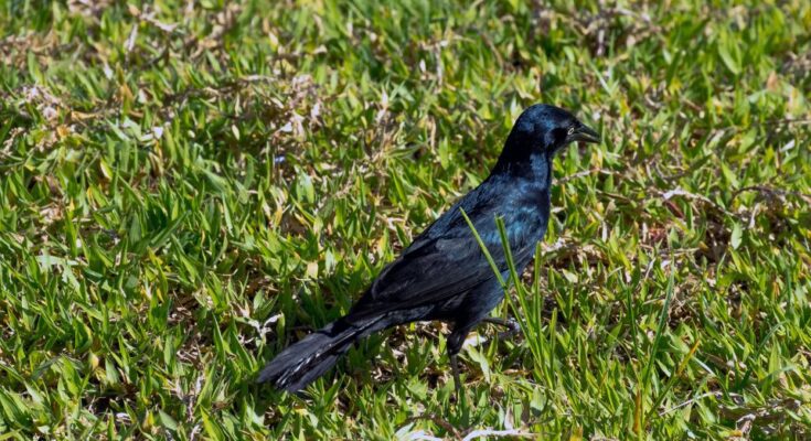 Antillai csonakfarku Quiscalus niger