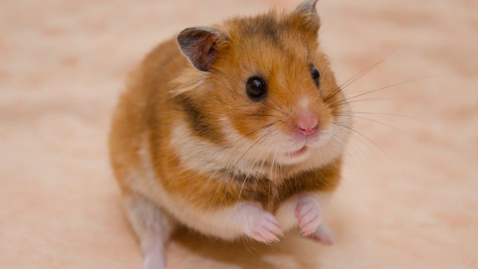 Egy aranyhörcsög ül, felfelé nézve, aranybarna bundával.