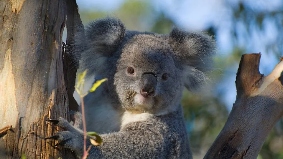 Egy koala ül egy fán, figyelmesen néz körül az ausztrál természetben.
