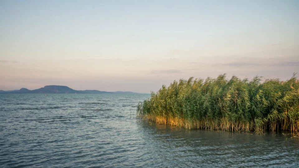 A Balaton partján zöld nádas és víz látható, a háttérben hegyekkel.