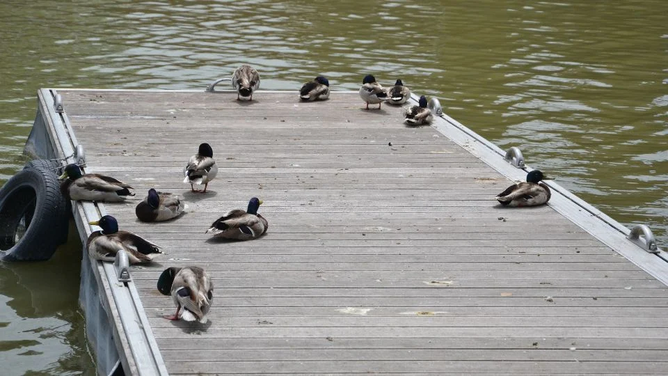 Kacsák pihennek a Balaton partján lévő stégen, nyugodt víz mellett.