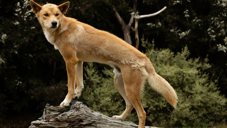Egy dingo áll egy faágon, figyelmesen néz a távolba, körülötte zöld növényzet.