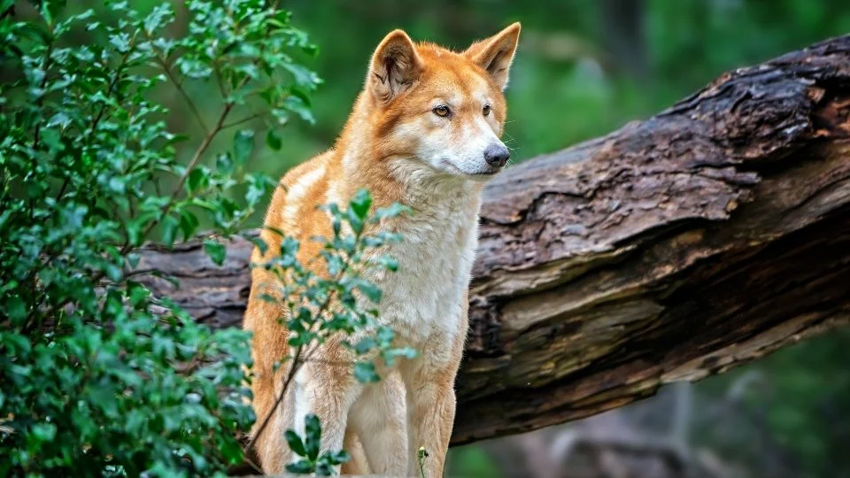 Egy dingo áll egy faágon, körülötte zöld növényzet található.