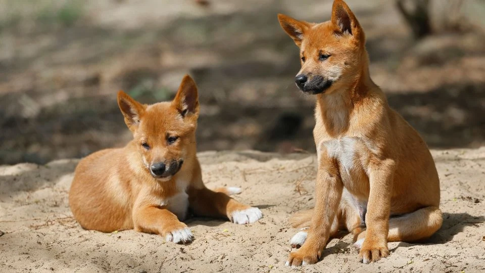 Két dingo kölyök a homokban, az egyik fekszik, a másik ül.