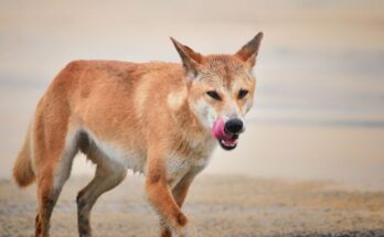 Dingo Canis lupus dingo