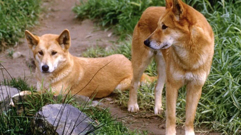Két dingo pihen a zöld fűben, az egyik fekve, a másik állva néz körbe.