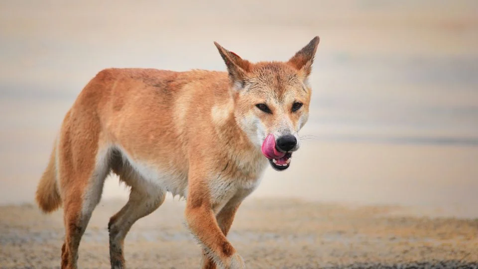 Egy dingo sétál a parton, nyalogatva az ajkát, élvezi a szabadban töltött időt.