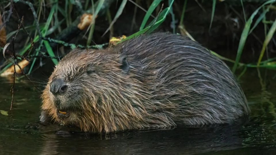 Eurázsiai hód pihen a vízben, körülötte zöld növényzet.