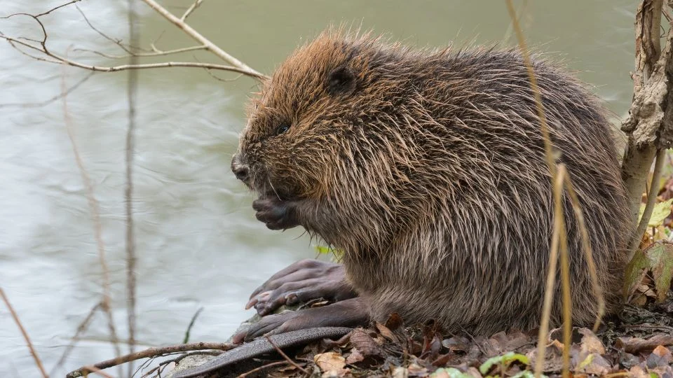 Eurázsiai hód ül a vízparton, lábát mosogatja, körülötte növényzet.