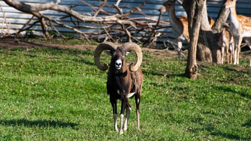 Európai muflon áll egy zöld réten, háttérben őzekkel.