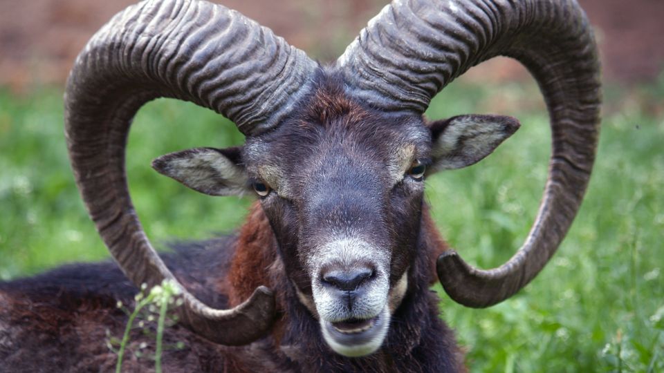 Europai muflon Ovis aries musimon 2