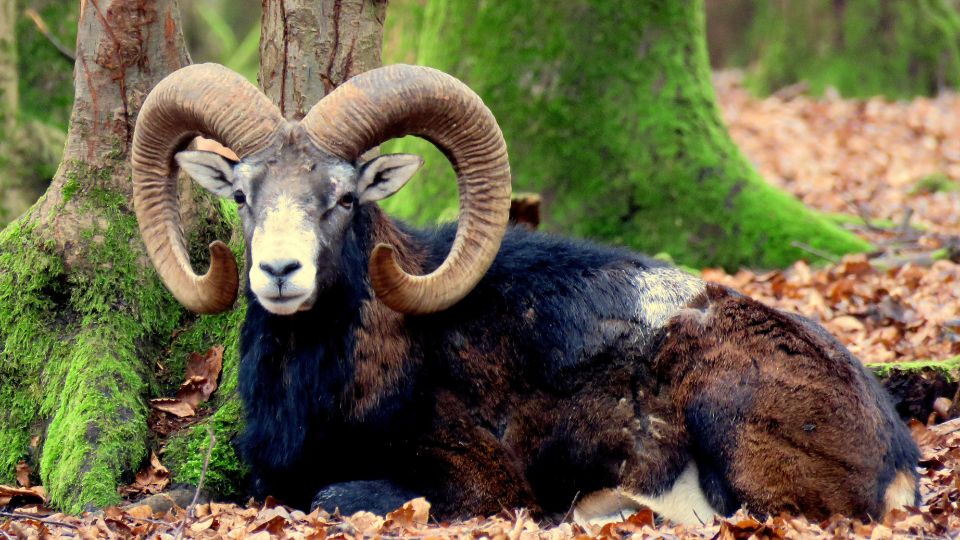 Europai muflon Ovis aries musimon 3