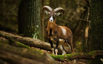 Europai muflon Ovis aries musimon