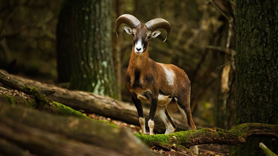 Europai muflon Ovis aries musimon