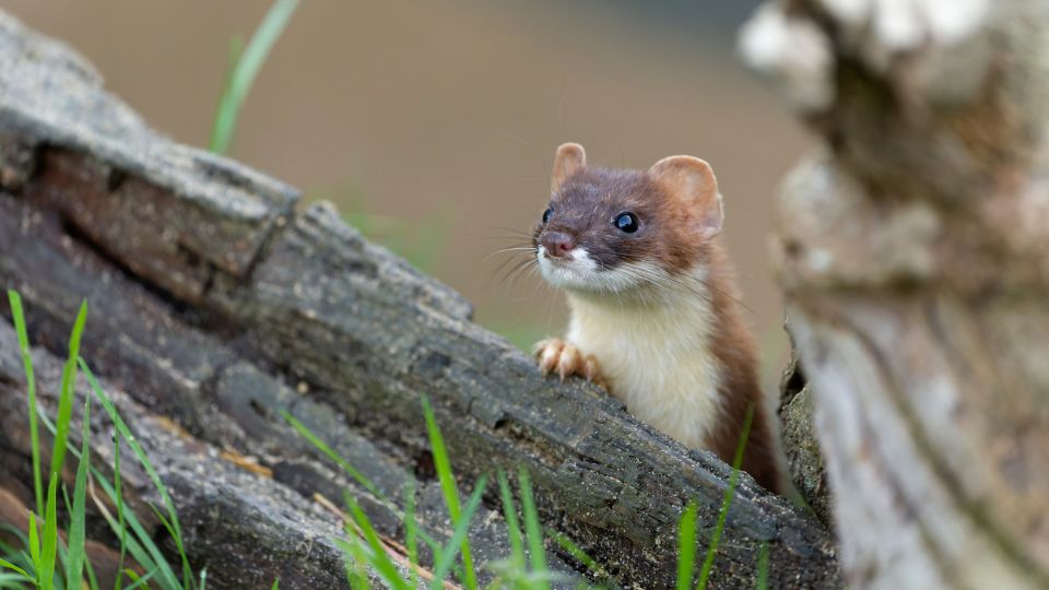 Hermelin Mustela erminea 1