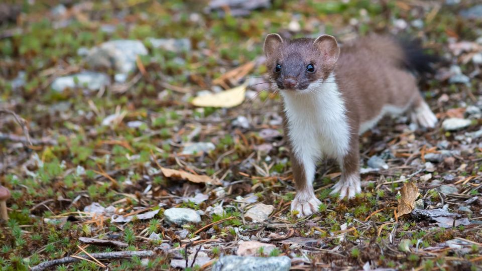 Hermelin Mustela erminea 2