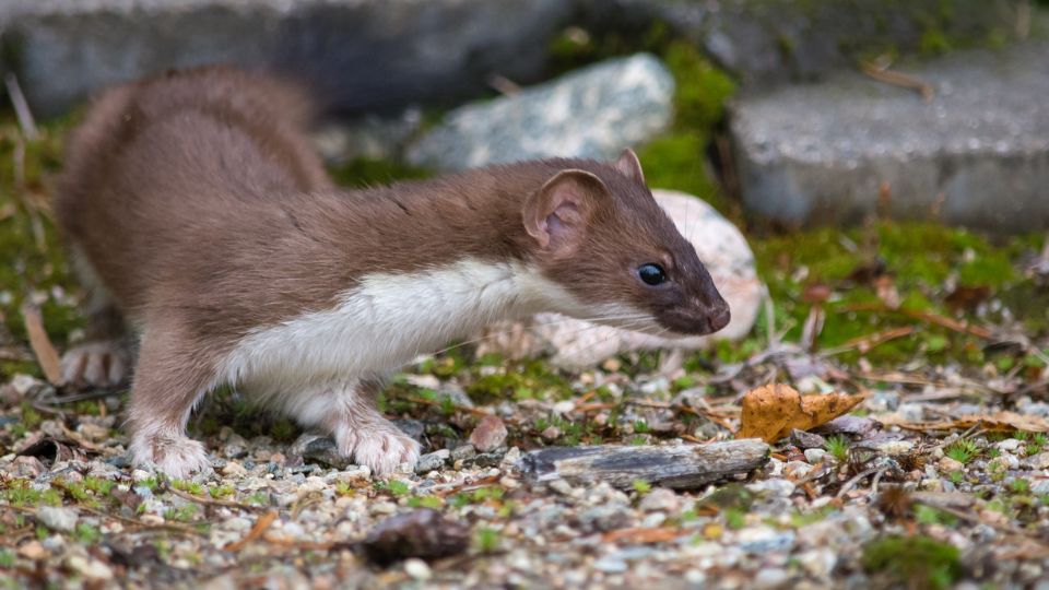 Hermelin Mustela erminea 3