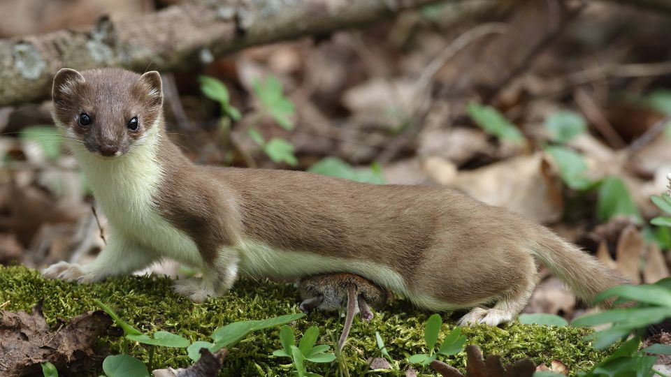 Hermelin Mustela erminea