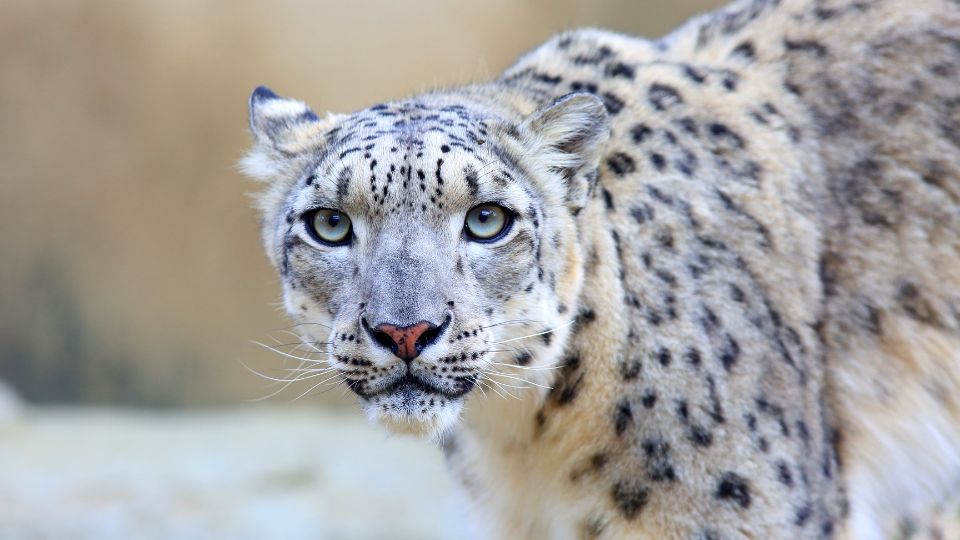 Hoparduc Panthera uncia 1