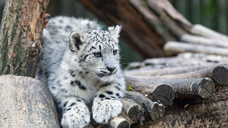 Hoparduc Panthera uncia 2