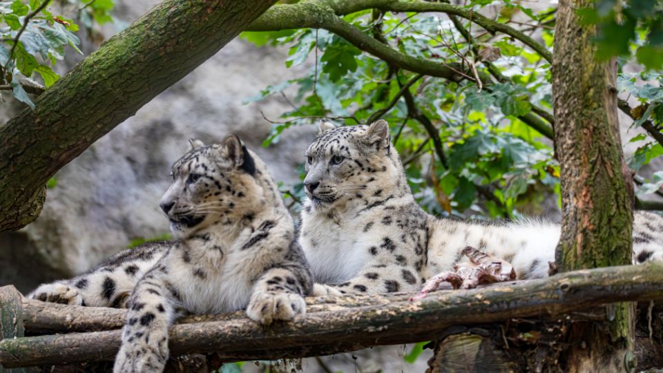 Hoparduc Panthera uncia 3