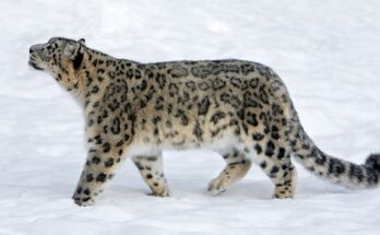 Hoparduc Panthera uncia