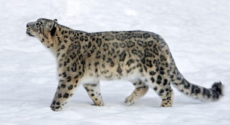 Hoparduc Panthera uncia