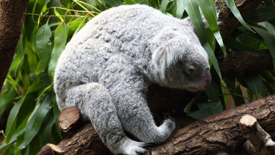 Koala Phascolarctos cinereus 1