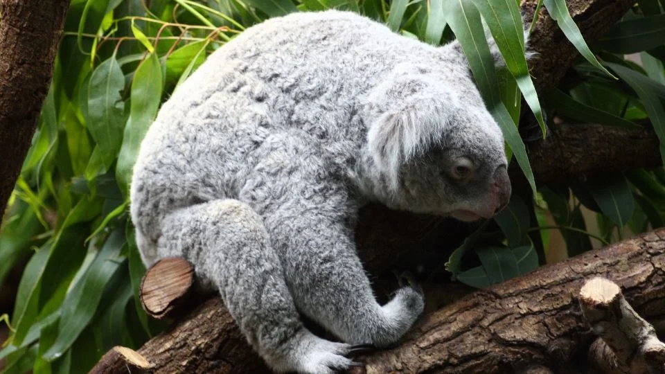 Egy koala pihen egy fán, körülötte zöld levelek.