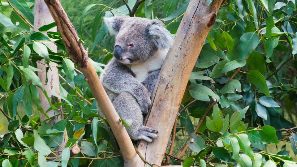 Koala Phascolarctos cinereus 2