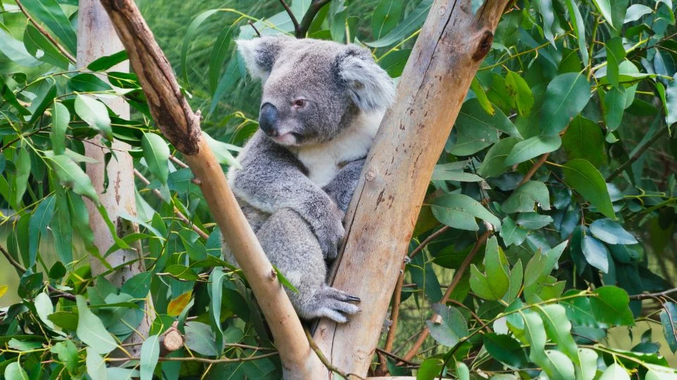 Egy koala ül egy fán, körülötte zöld levelek. Nyugodt és aranyos látvány.