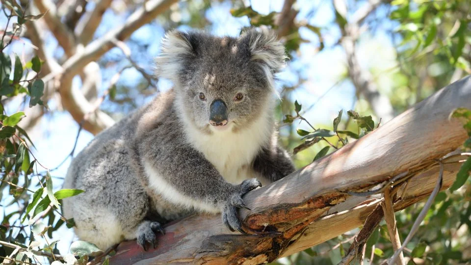 Egy koala ül egy fán, körülötte zöld levelek és napsütés.