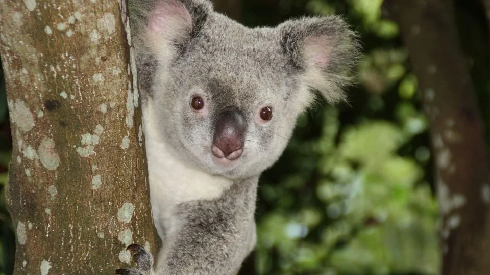Egy koala, amely egy fán ül, kíváncsian néz a kamerába.