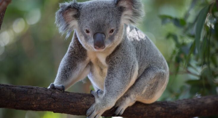 Koala Phascolarctos cinereus